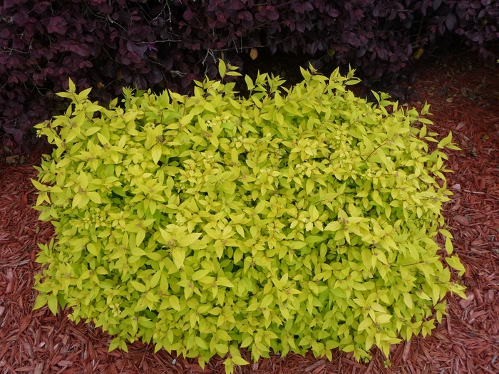 Goldmound Spirea - Spiraea japonica ''Goldmound'' (Spirea) from Betty's Azalea Ranch