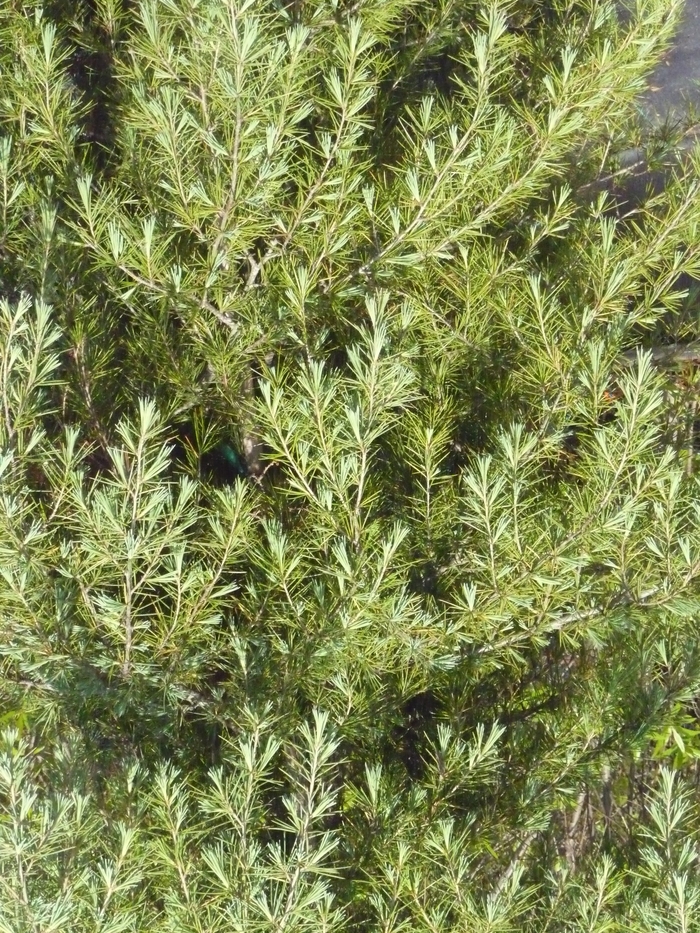 Deodar Cedar - Cedrus deodara (Deodar Cedar) from Betty's Azalea Ranch