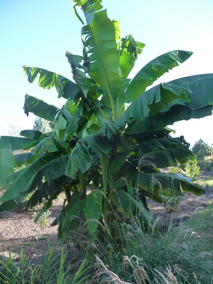 Banana - Musa basjoo (Banana) from Betty's Azalea Ranch