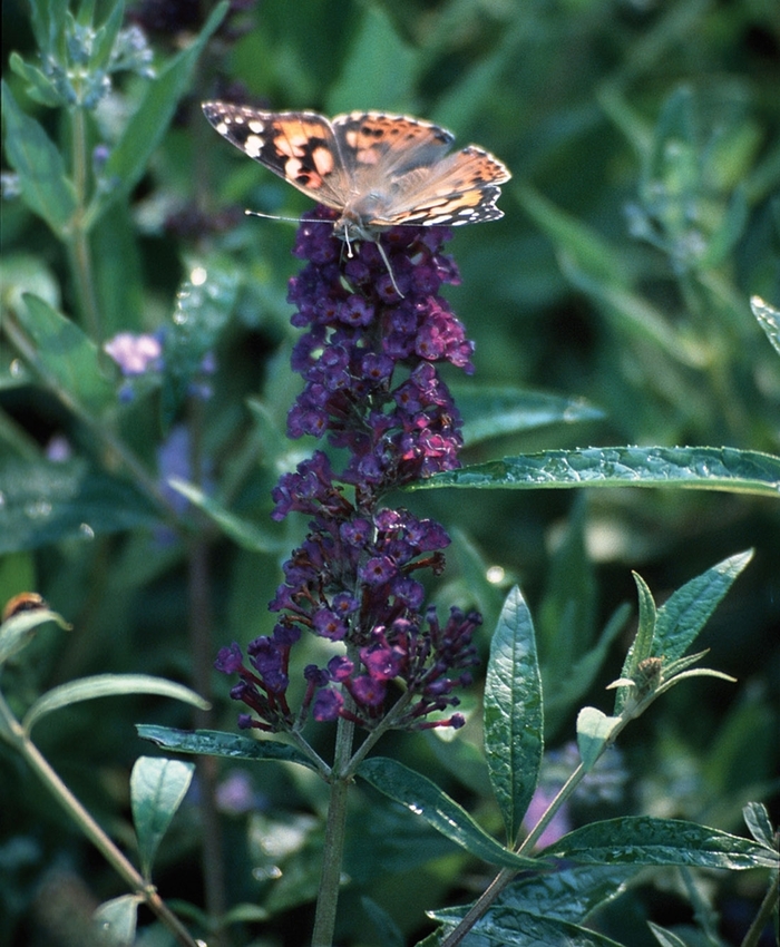 Butterfly Bush - Buddleia davidii 'Black Knight' from Betty's Azalea Ranch