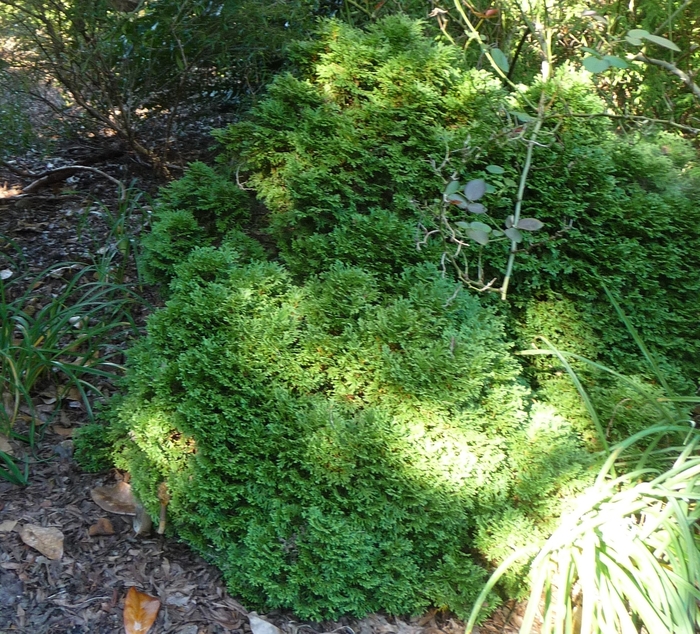 Hetz Midget Arborvitae - Thuja occidentalis ''Hetz Midget'' (Arborvitae) from Betty's Azalea Ranch