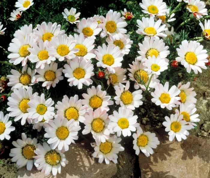 Silberkissen Silver Kisses, Silver Cushion - Anacyclus pyrethrum var. depressus ''Silberkissen'' (Silver Kisses, Silver Cushion) from Betty's Azalea Ranch