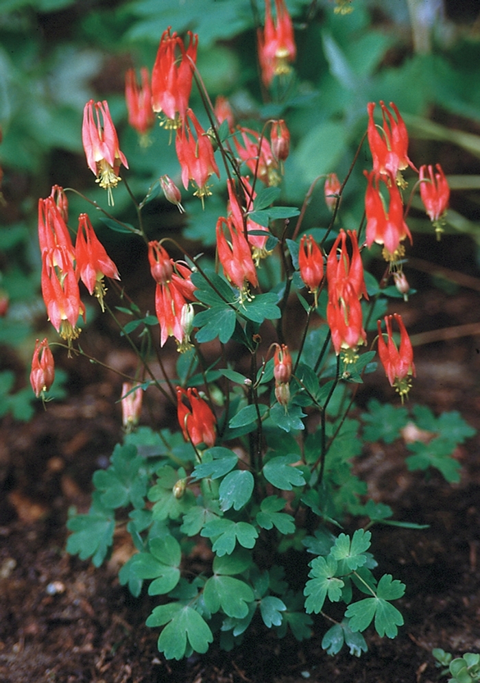 Columbine - Aquilegia canadensis 'Little Lanterns' from Betty's Azalea Ranch