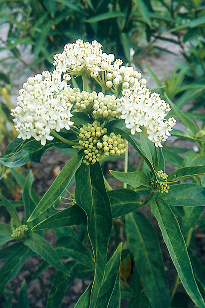 Ice Ballet Milkweed - Asclepias incarnata ''Ice Ballet'' (Milkweed) from Betty's Azalea Ranch