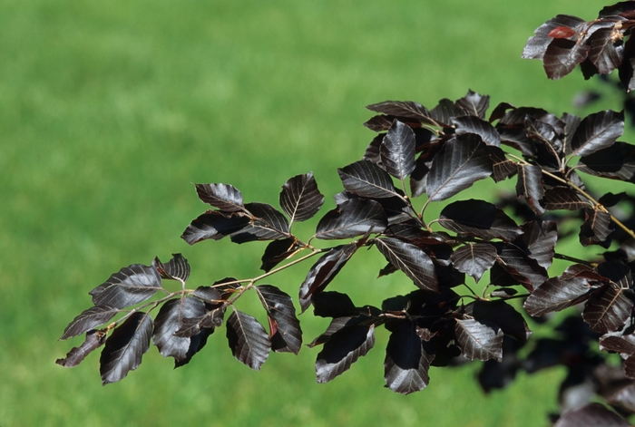 European Beech - Fagus sylvatica 'Purple Fountain' from Betty's Azalea Ranch