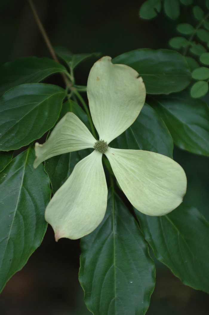 Constellation® Dogwood - Cornus ''Constellation®'' Rutcan 7210 (Dogwood) from Betty's Azalea Ranch