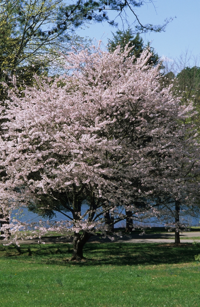 Yoshino Cherry - Prunus x yedoensis from Betty's Azalea Ranch Yoshino Cherry - Prunus x yedoensis from Betty's Azalea Ranch