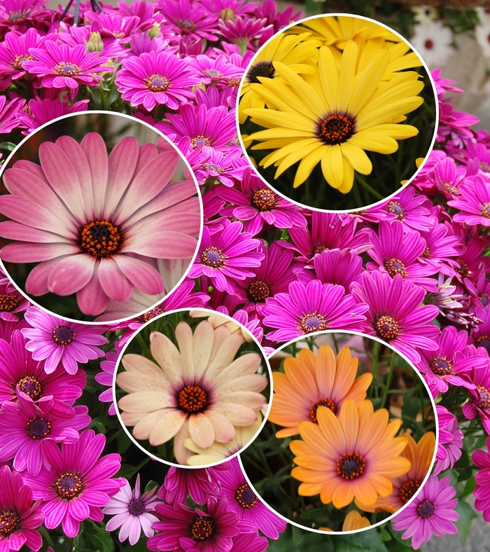 Cape Daisy - Osteospermum (Cape Daisy) from Betty's Azalea Ranch Cape Daisy - Osteospermum (Cape Daisy) from Betty's Azalea Ranch