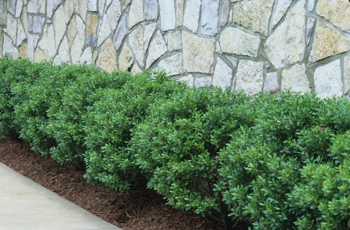 Soft Touch Compact Japanese Holly - Ilex crenata ''Soft Touch'' (Compact Japanese Holly) from Betty's Azalea Ranch