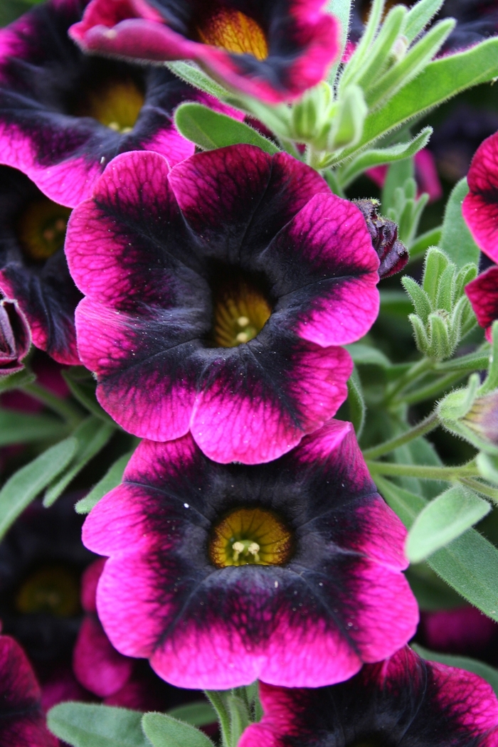 Superbells® Blackberry Punch - Calibrachoa ''Blackberry Punch'' ''USCAL68604'' PPAF; PBRAF (Calibrachoa) from Betty's Azalea Ranch