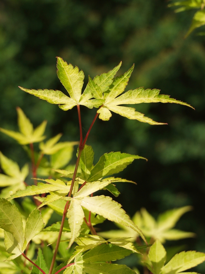 Katsura Japanese Maple - Acer palmatum ''Katsura'' (Japanese Maple) from Betty's Azalea Ranch