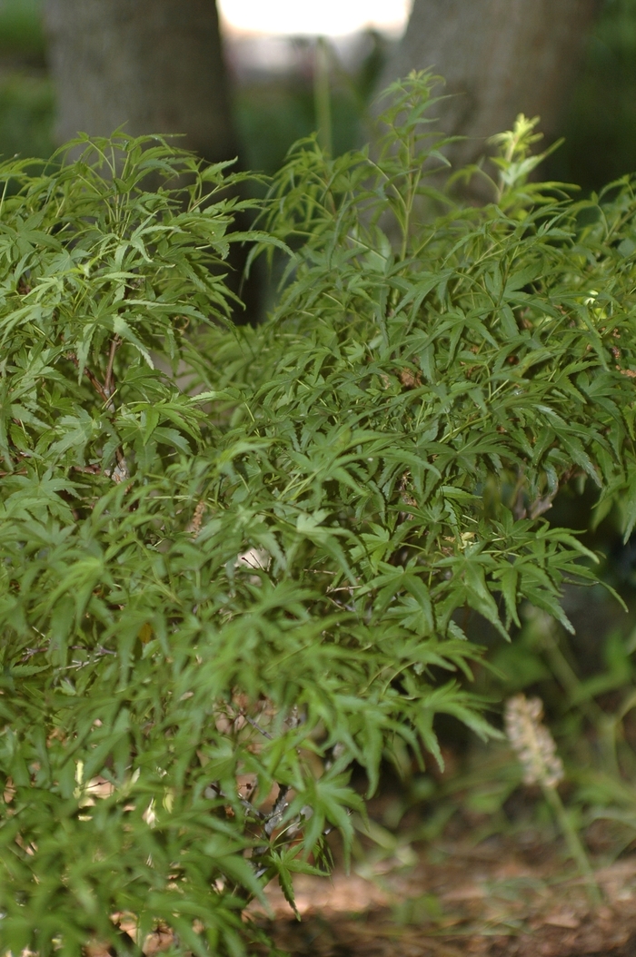 Sharp''s Pygmy Japanese Maple - Acer palmatum ''Sharp''s Pygmy'' (Japanese Maple) from Betty's Azalea Ranch