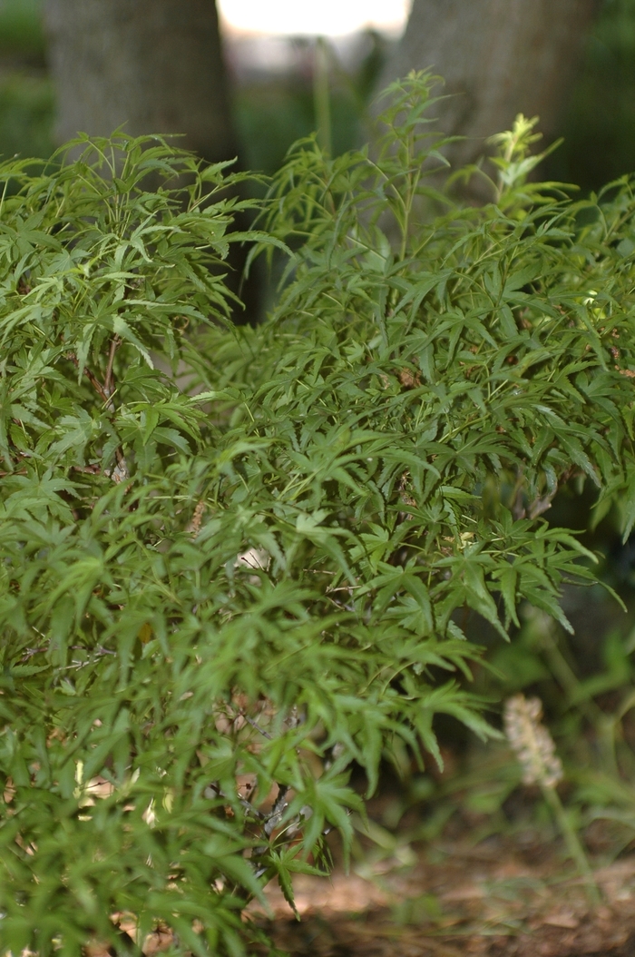 Sharp''s Pygmy Japanese Maple - Acer palmatum ''Sharp''s Pygmy'' (Japanese Maple) from Betty's Azalea Ranch Sharp''s Pygmy Japanese Maple - Acer palmatum ''Sharp''s Pygmy'' (Japanese Maple) from Betty's Azalea Ranch