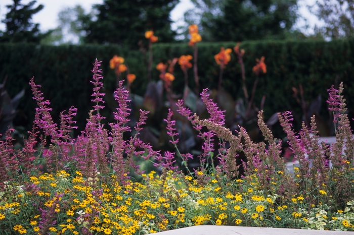 Anise Hyssop - Agastache x 'Tutti Frutti' from Betty's Azalea Ranch