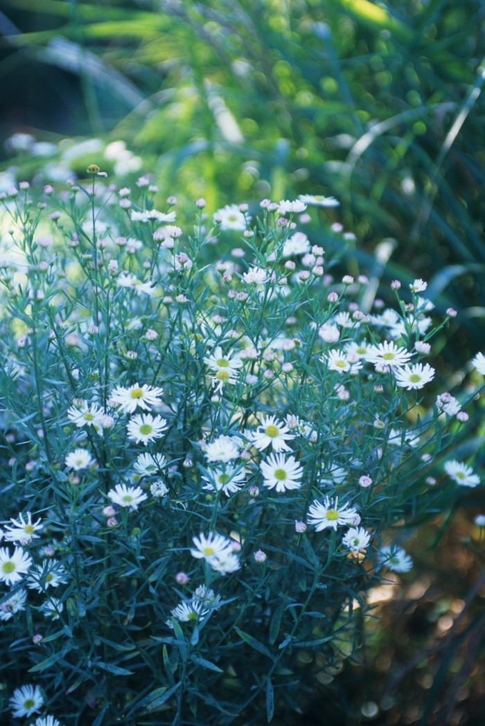 Snowbank False Aster - Boltonia asteroides ''Snowbank'' (False Aster) from Betty's Azalea Ranch