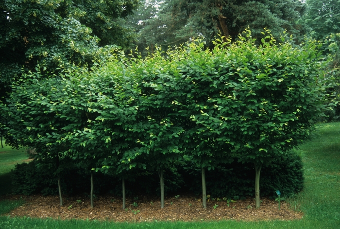 Fastigiata Common Hornbeam - Carpinus betulus ''Fastigiata'' (Common Hornbeam) from Betty's Azalea Ranch