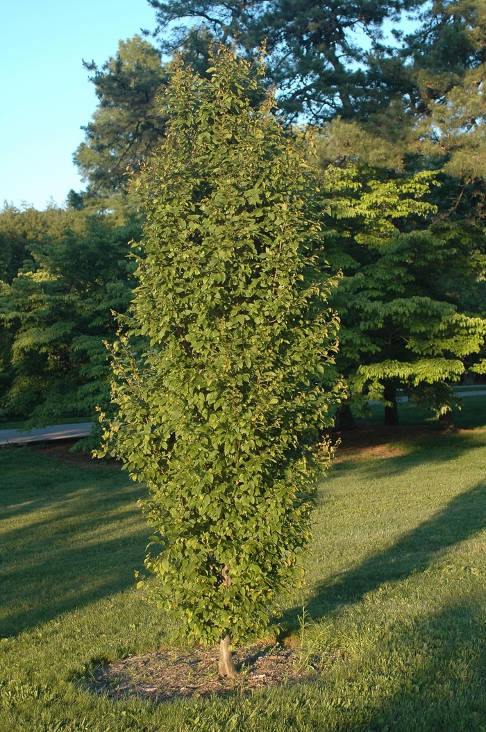 Frans Fontaine Hornbeam - Carpinus betulus 'Frans Fontaine' from Betty's Azalea Ranch