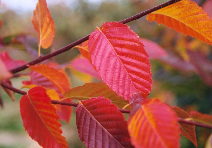 Caroliniana Hornbeam - Carpinus caroliniana (Caroliniana Hornbeam) from Betty's Azalea Ranch