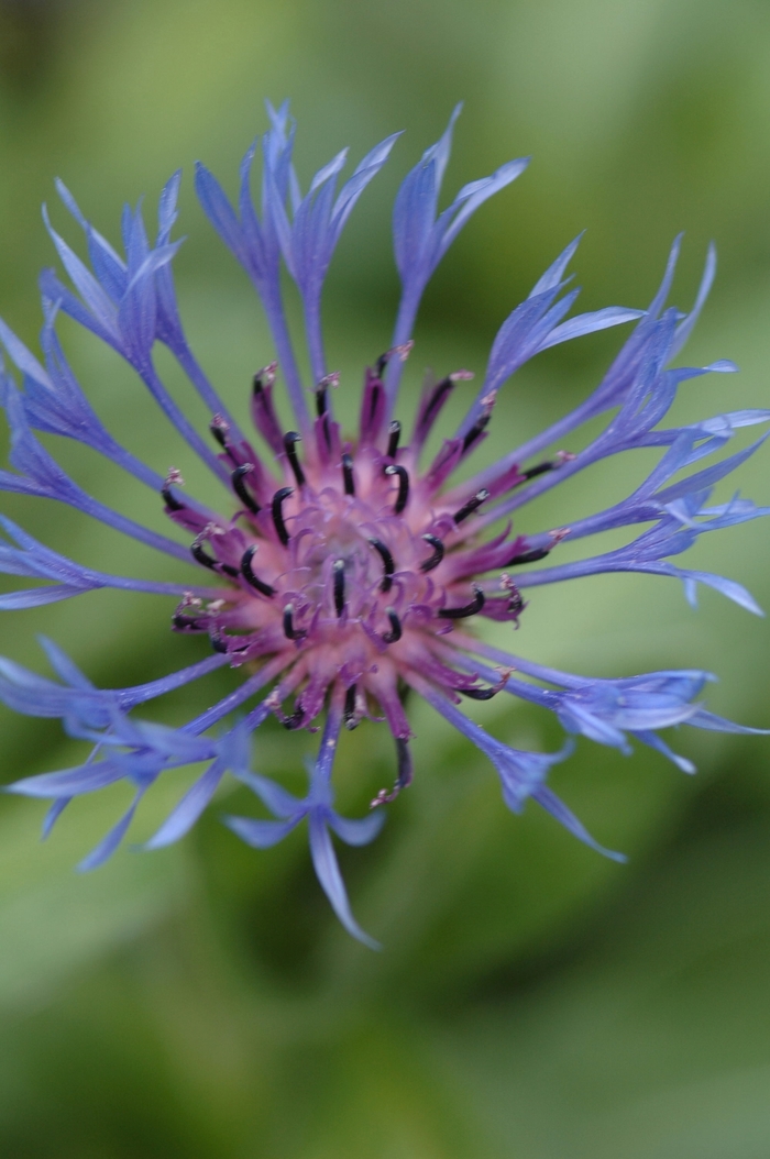 Bachelor's Button - Centaurea montana from Betty's Azalea Ranch