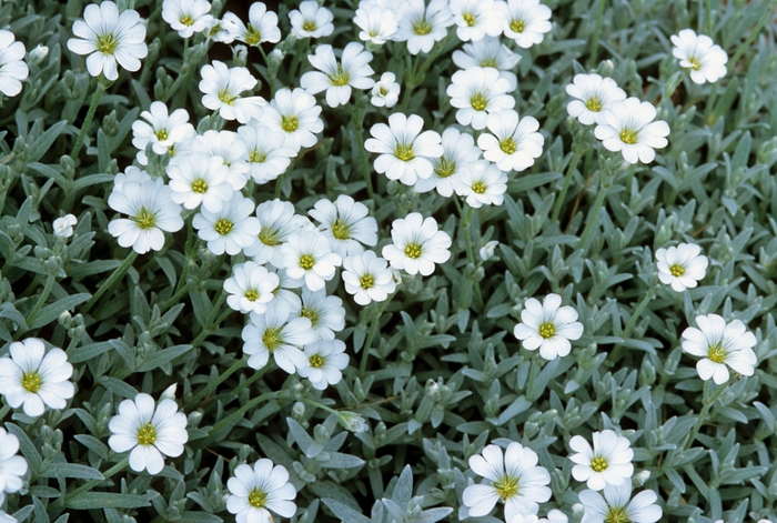 Snow-in-Summer - Cerastium tomentosum from Betty's Azalea Ranch