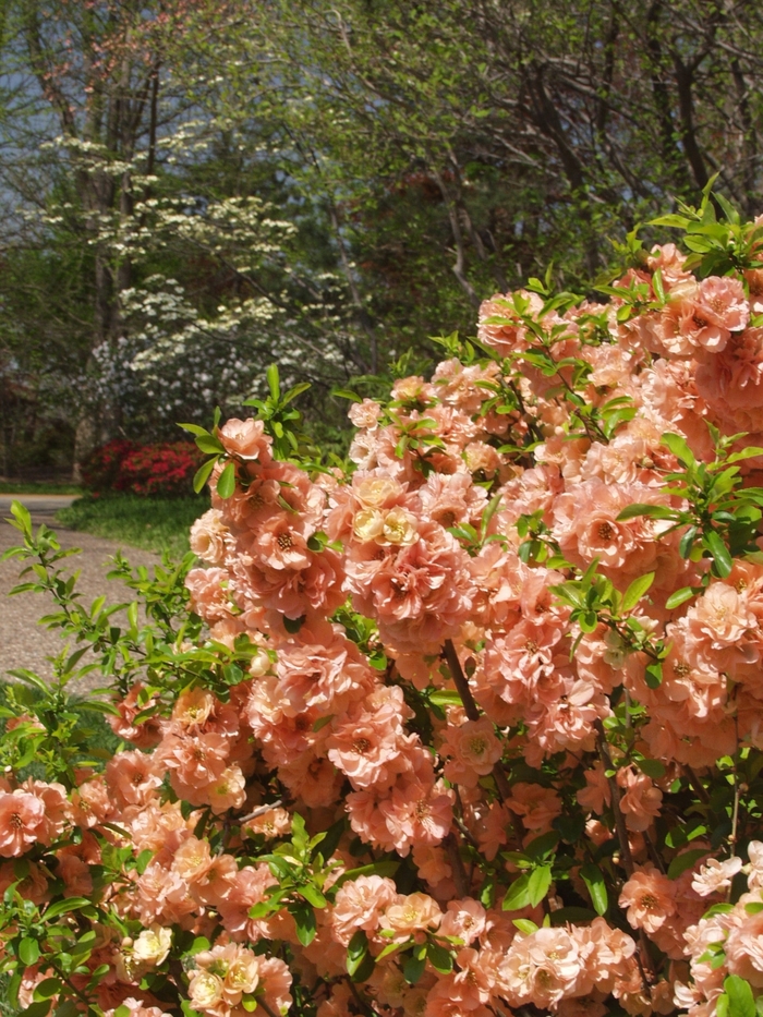 Cameo Flowering Quince - Chaenomeles japonica (speciosa) ''Cameo'' (Flowering Quince) from Betty's Azalea Ranch