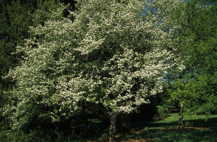 ''Winter King'' Hawthorn - Crataegus viridis from Betty's Azalea Ranch