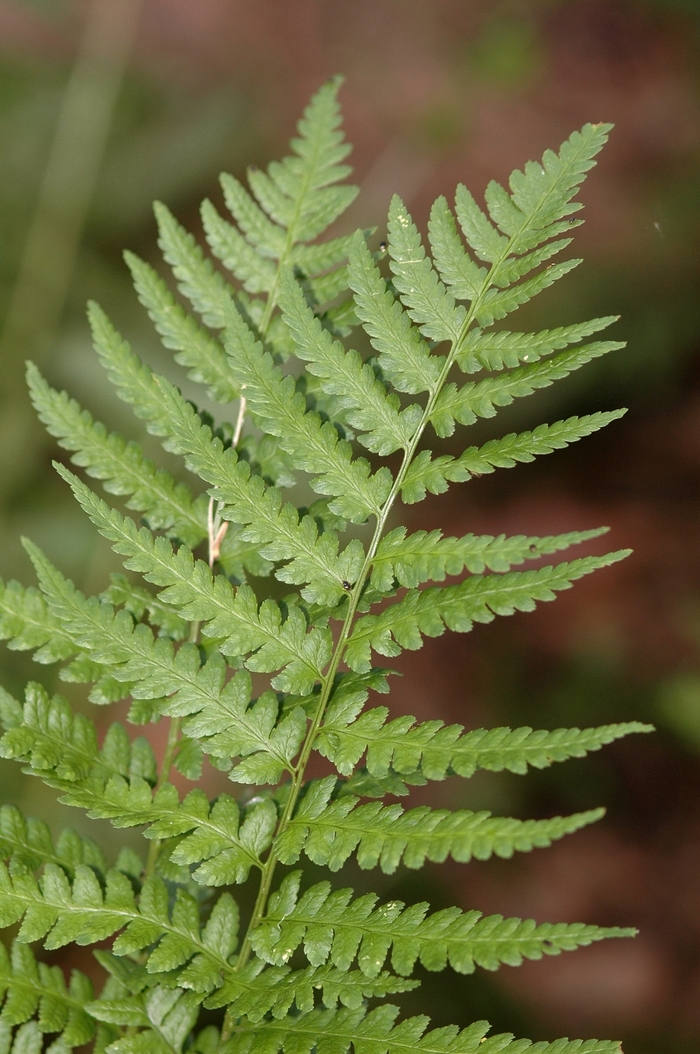 Crested Wood Fern - Dryopteris cristata from Betty's Azalea Ranch