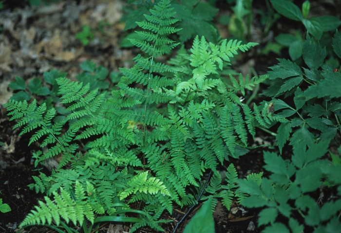 Evergreen Wood Fern - Dryopteris intermedia from Betty's Azalea Ranch