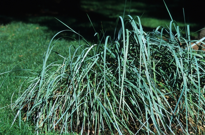 Blue Lyme Grass - Leymus arenarius (Blue Lyme Grass) from Betty's Azalea Ranch