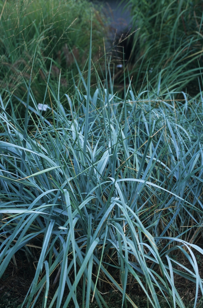 Giant Blue Wild Rye - Elynus racemous 'Glaucus' from Betty's Azalea Ranch