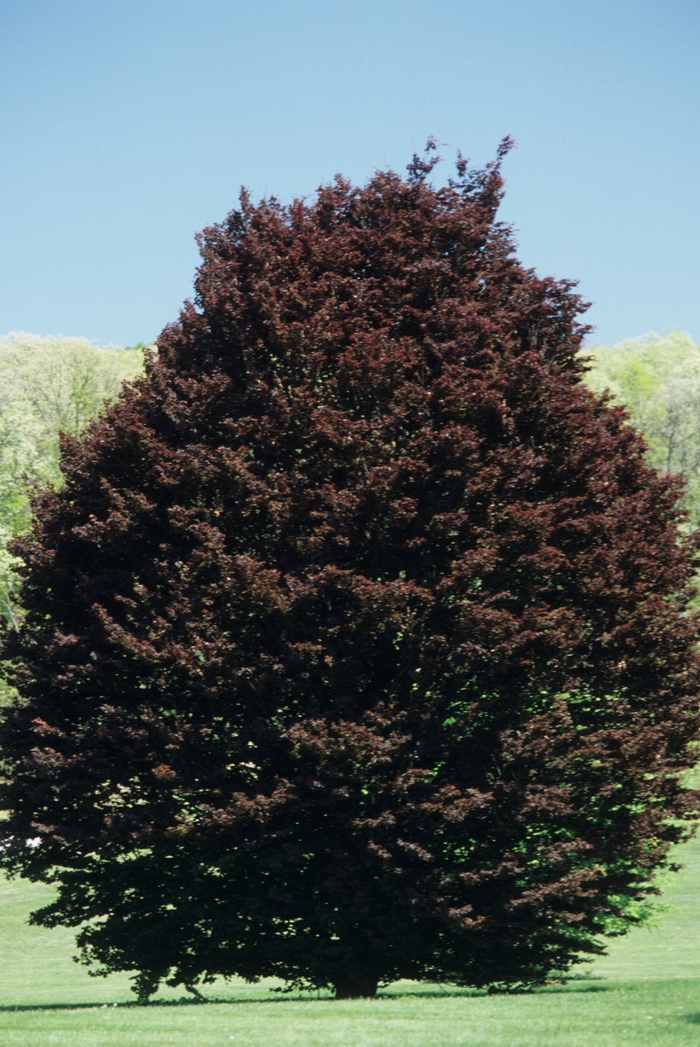 Rohanii Oakleaf Copper Beech - Fagus sylvatica ''Rohanii'' (Oakleaf Copper Beech) from Betty's Azalea Ranch