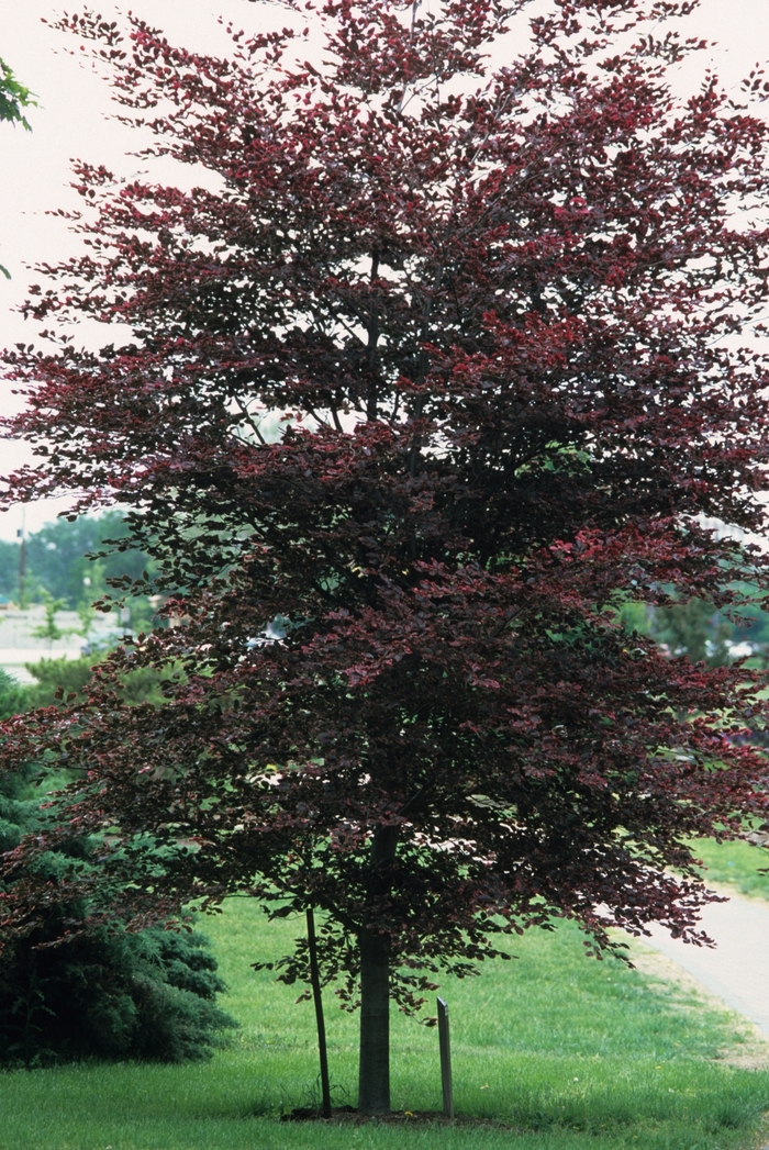 Tricolor Tricolor Beech - Fagus sylvatica ''Tricolor'' (Tricolor Beech) from Betty's Azalea Ranch