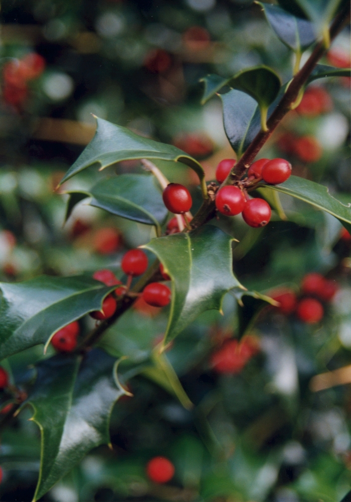 Dragon Lady® Holly - Ilex x aquipernyi ''Dragon Lady®'' (Holly) from Betty's Azalea Ranch