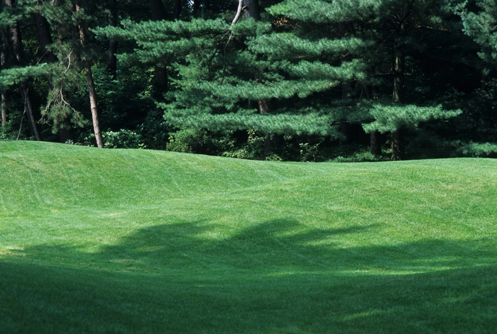 Lawn with Wonderful Green Grass! - Lawn (Lawn with Wonderful Green Grass!) from Betty's Azalea Ranch