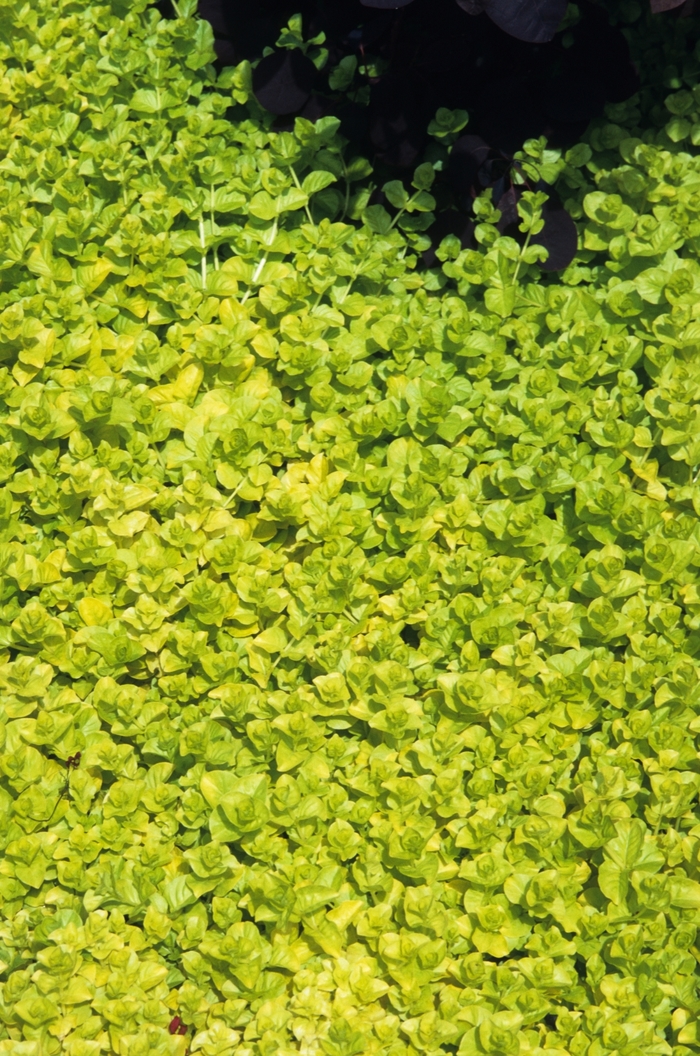 Aurea Yellow Creeping Jenny - Lysimachia nummularia ''Aurea'' (Yellow Creeping Jenny) from Betty's Azalea Ranch