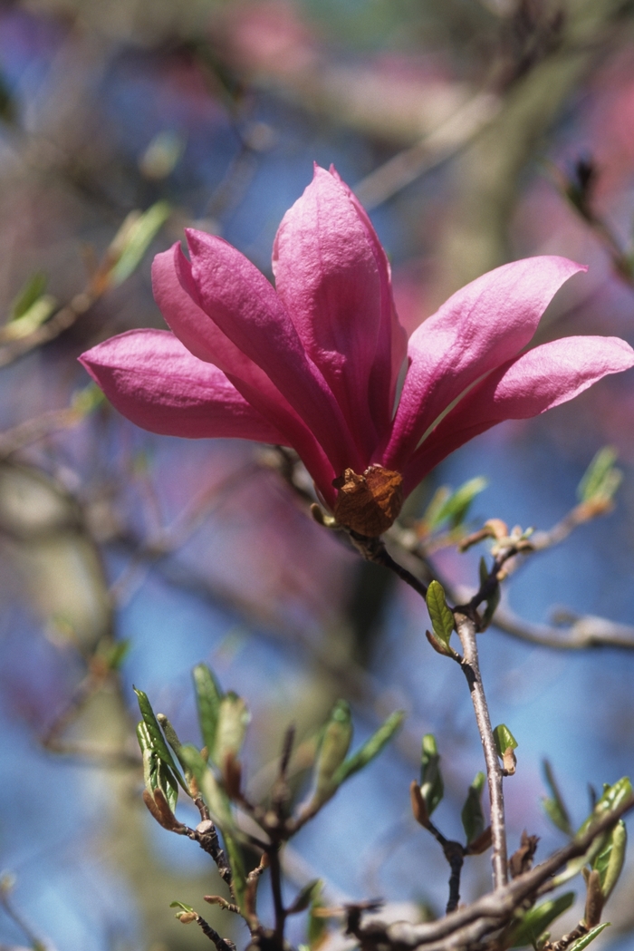 Little Girl Betty - Magnolia ''Betty'' (Magnolia) from Betty's Azalea Ranch