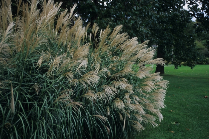 Silver Feather (''Silberfeder'') Silver Feather Maiden Grass - Miscanthus sinensis ''Silver Feather (''Silberfeder'')'' (Silver Feather Maiden Grass) from Betty's Azalea Ranch