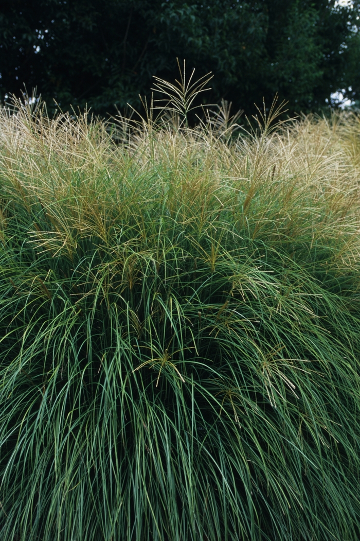 Yakushima Maiden Grass - Miscanthus sinensis ''Yaka Jima'' (Maiden Grass) from Betty's Azalea Ranch