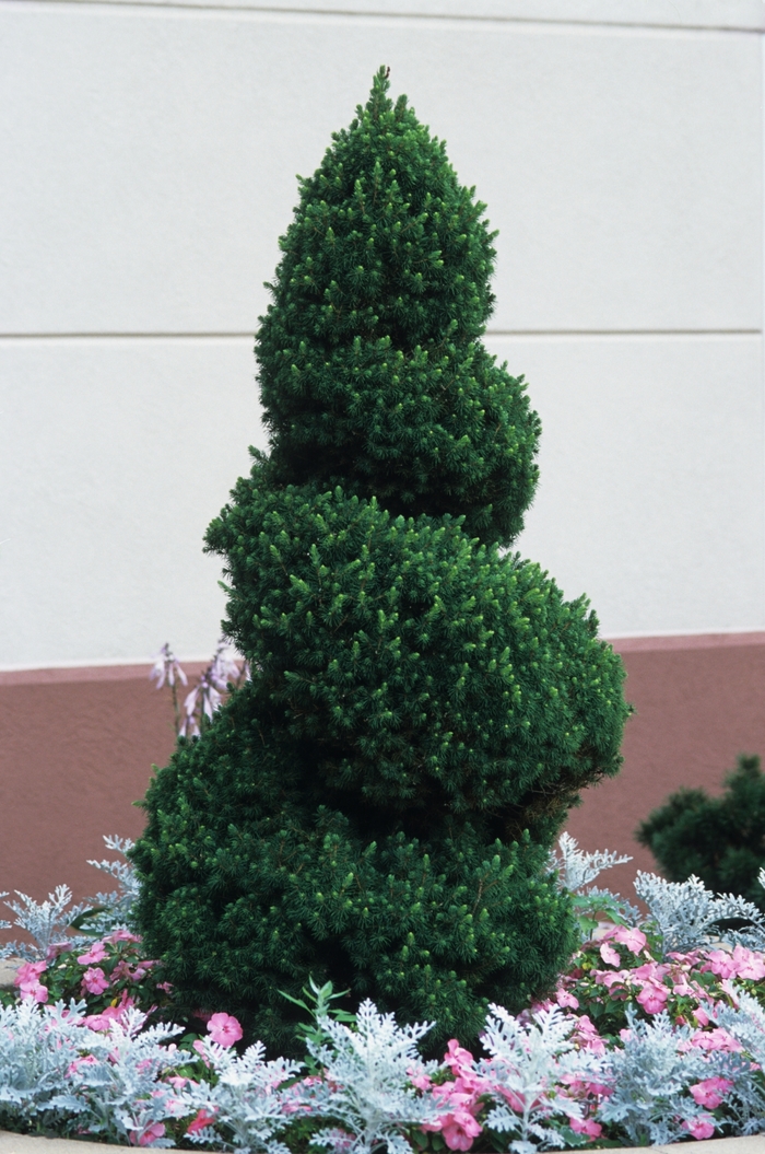 Conica White Spruce - Picea glauca ''Conica'' (White Spruce) from Betty's Azalea Ranch Conica White Spruce - Picea glauca ''Conica'' (White Spruce) from Betty's Azalea Ranch