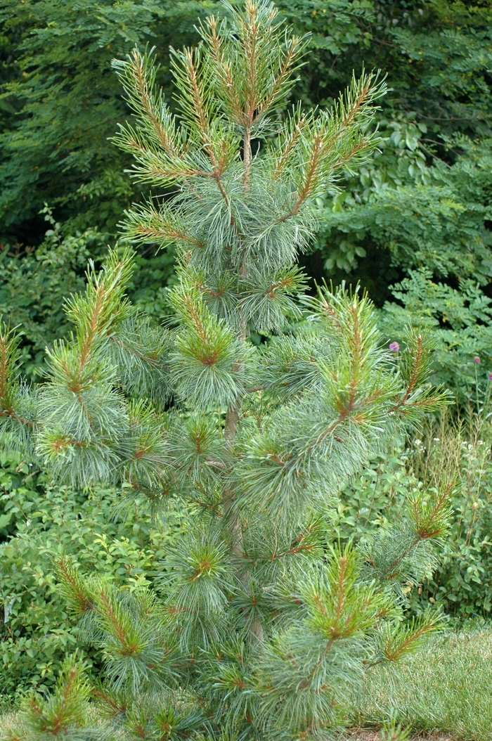 Rowe Arboretum Rowe Arboretum Korean Pine - Pinus koraiensis ''Rowe Arboretum'' (Rowe Arboretum Korean Pine) from Betty's Azalea Ranch Rowe Arboretum Rowe Arboretum Korean Pine - Pinus koraiensis ''Rowe Arboretum'' (Rowe Arboretum Korean Pine) from Betty's Azalea Ranch