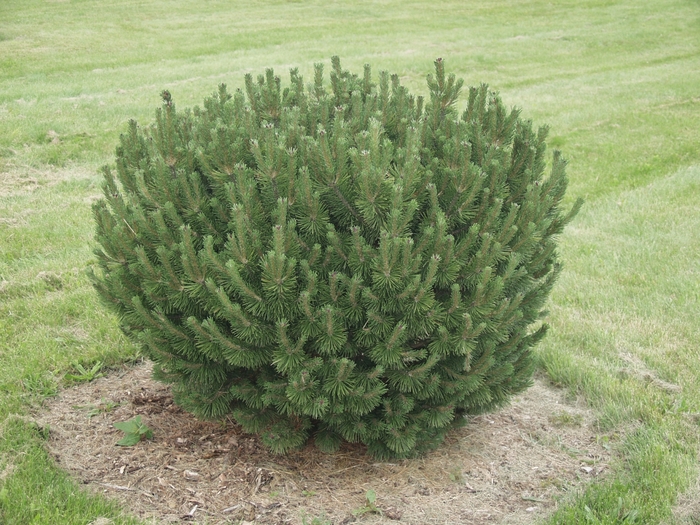 Sherwood Compact Compact Mugo Pine - Pinus mugo ''Sherwood Compact'' (Compact Mugo Pine) from Betty's Azalea Ranch