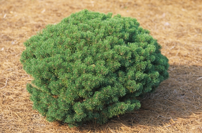 Mops Mugo Pine - Pinus mugo ''Mops'' (Mugo Pine) from Betty's Azalea Ranch