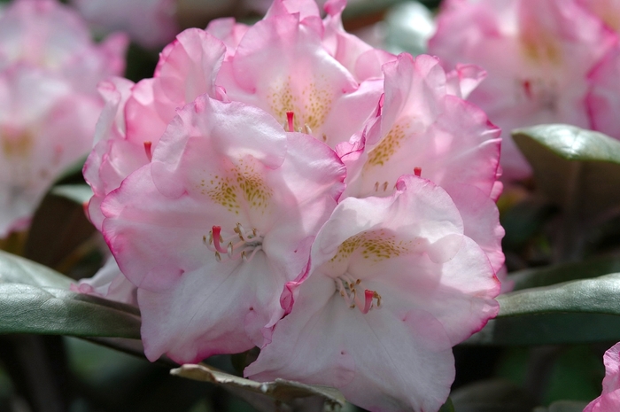'Ken Janeck' - Rhododendron yakushimanum from Betty's Azalea Ranch