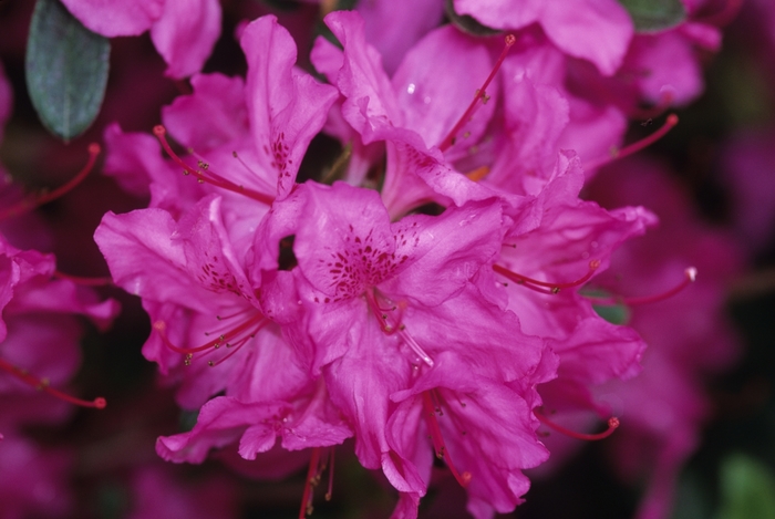 'Karen' Azalea - Rhododendron Gable hybrid from Betty's Azalea Ranch