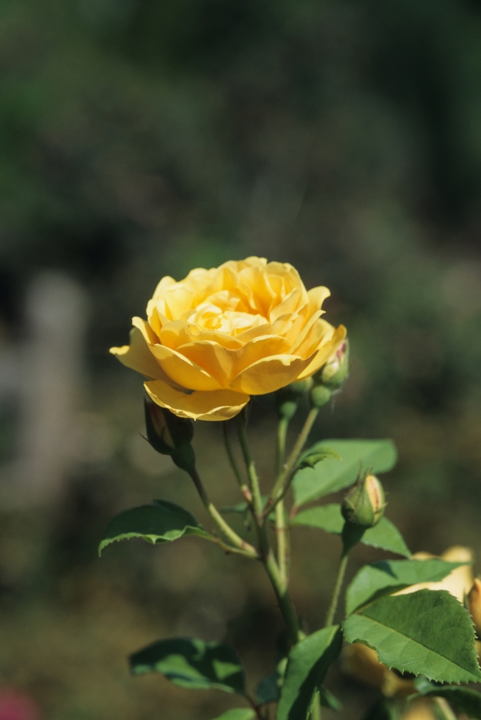 Graham Thomas Rose - Rosa ''Graham Thomas'' (Rose) from Betty's Azalea Ranch