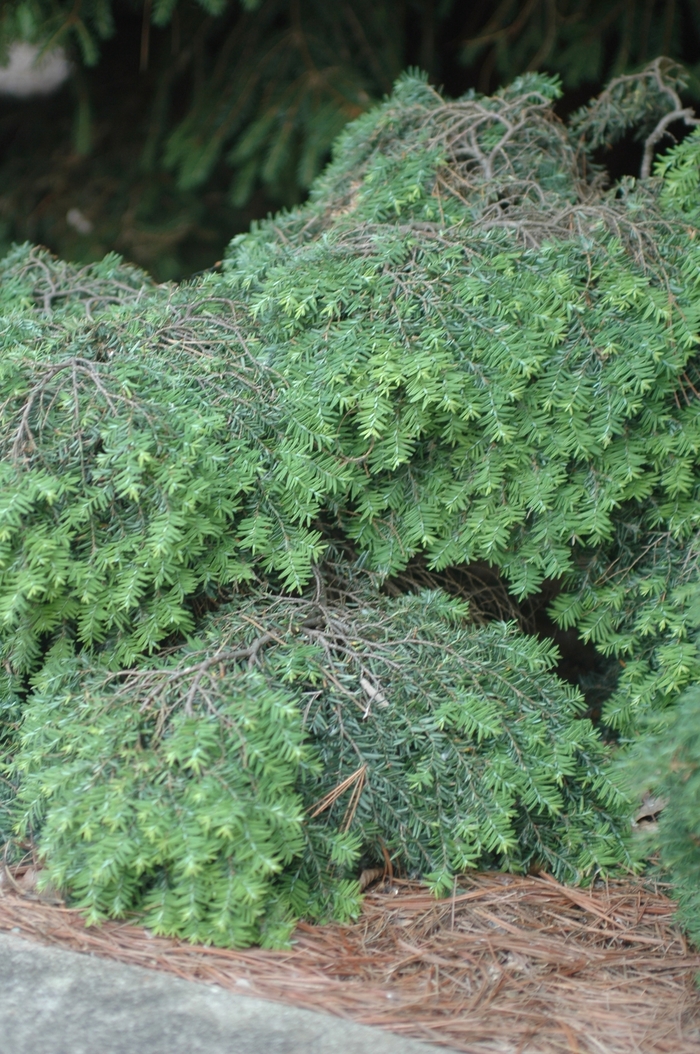 Jeddeloh Canadian Hemlock - Tsuga canadensis ''Jeddeloh'' (Canadian Hemlock) from Betty's Azalea Ranch Jeddeloh Canadian Hemlock - Tsuga canadensis ''Jeddeloh'' (Canadian Hemlock) from Betty's Azalea Ranch