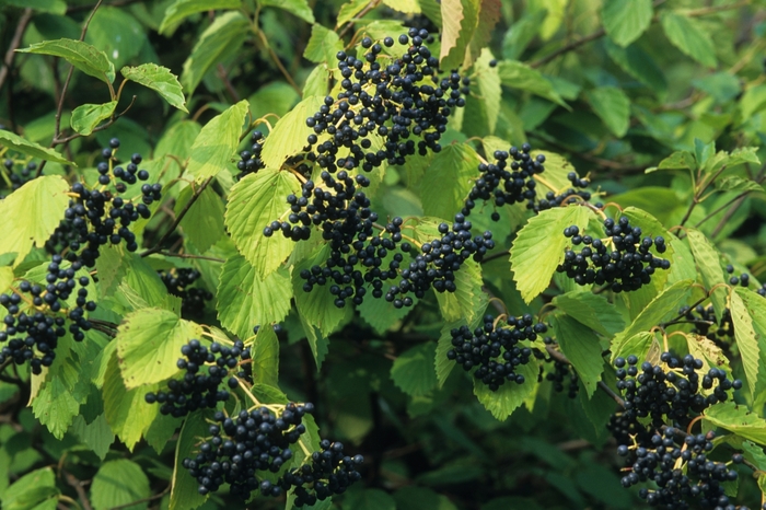 Arrowwood Viburnum - Viburnum dentatum (Arrowwood Viburnum) from Betty's Azalea Ranch