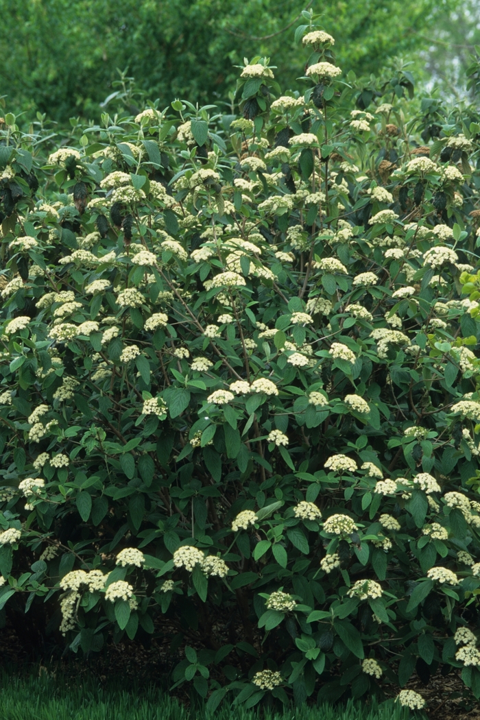 Leatherleaf Viburnum - Viburnum rhytidophyllum (Leatherleaf Viburnum) from Betty's Azalea Ranch