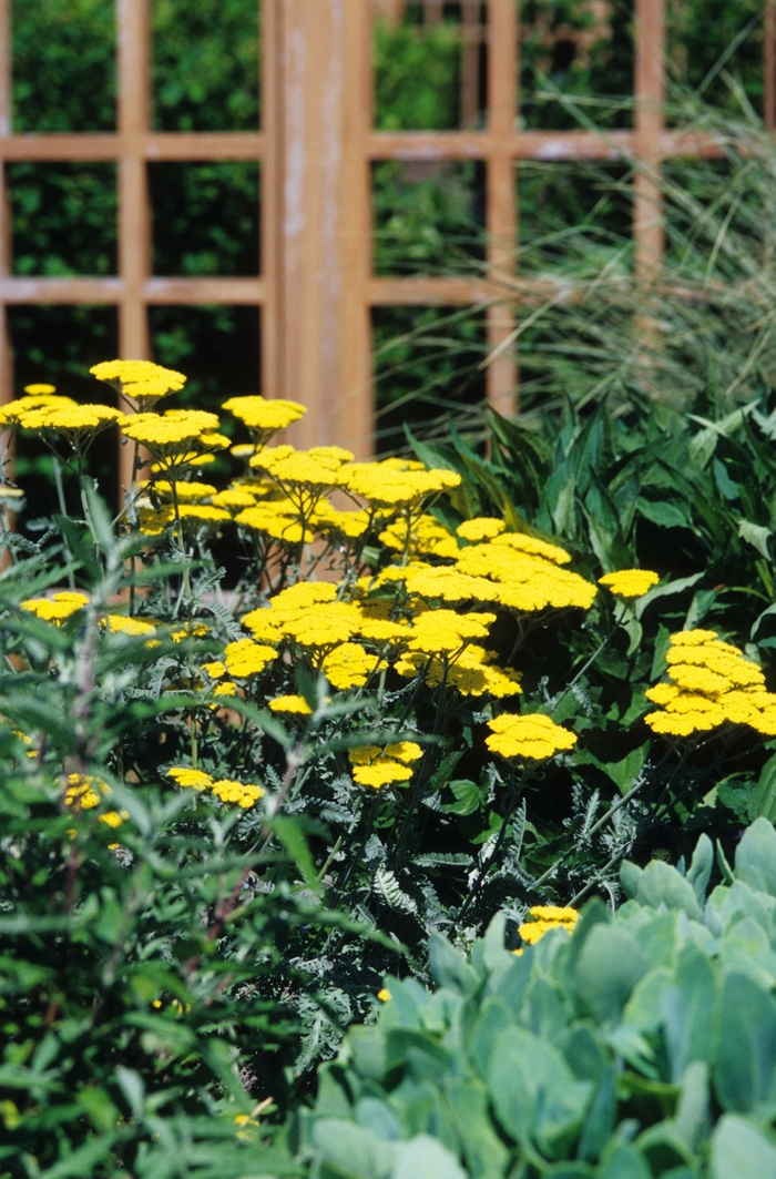 Yarrow - Achillea 'Moonshine' from Betty's Azalea Ranch