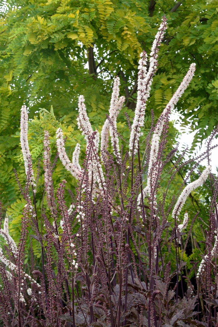 Bugbane - Actaea simplex 'Black Negligee' from Betty's Azalea Ranch